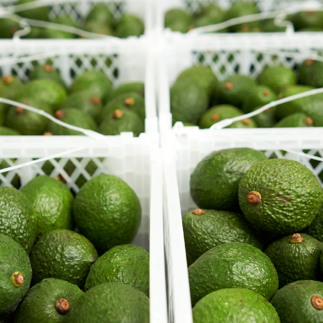 Aguacate listo para la venta, consumo y exportación | Global Green Gourmet
