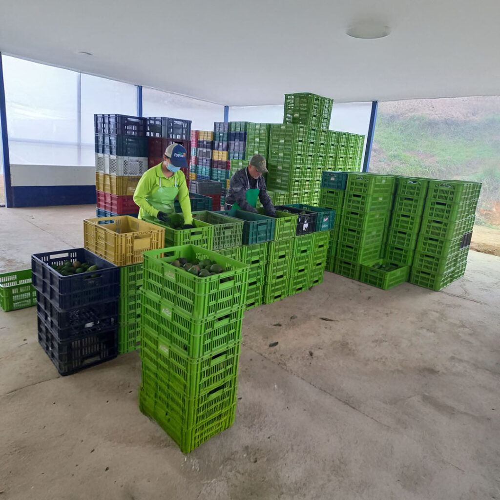Canastas con cosecha de aguacate listo para exportación | Global Green Gourmet