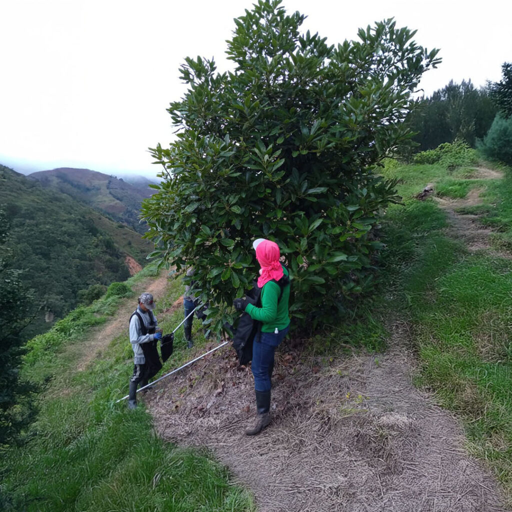Arbol de aguacate hass en etapa de cosecha | Global Green Gourmet