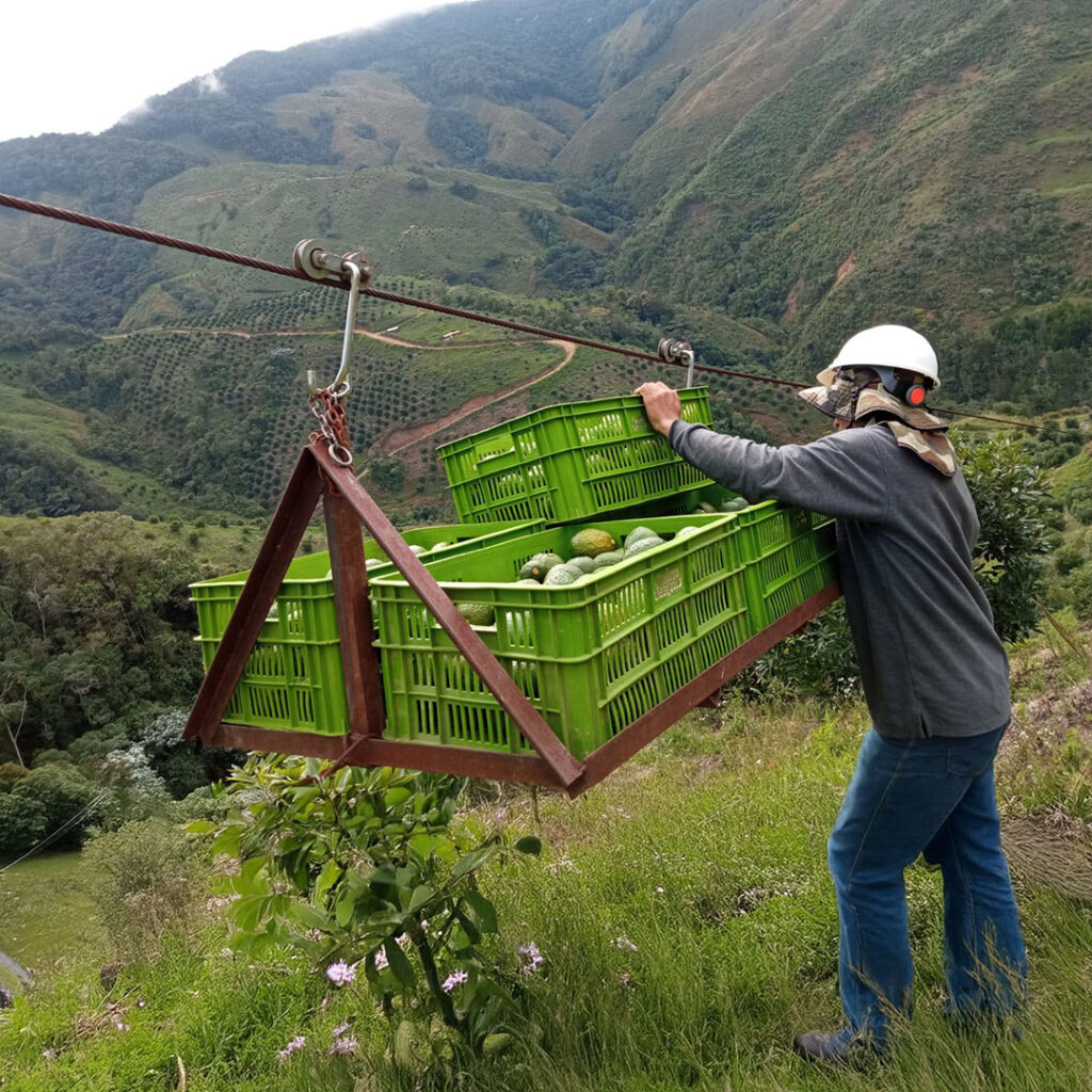transporte de canasta de aguacate por garrocha en campo de cultivo | Global Green Gourmet