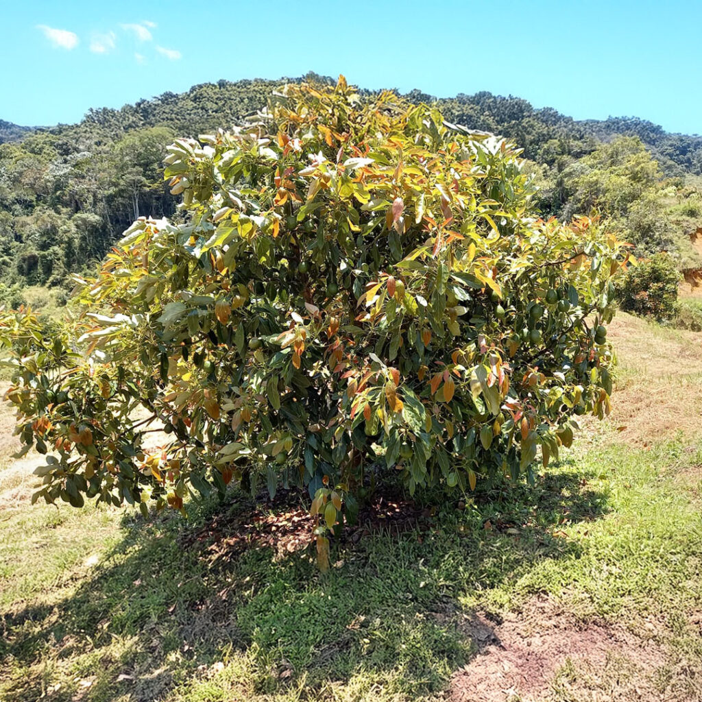 IMG-20250612-WA0378